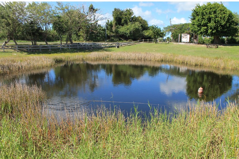 Finding moments of peace by 'La mare au punch' in Marie-Galante